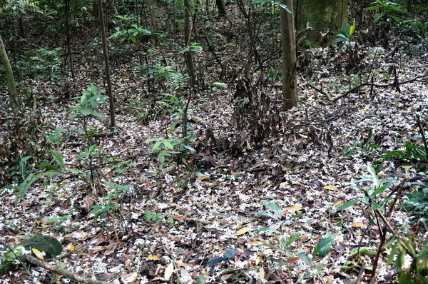 鳴鳳古道:<台灣步道> 苗栗獅潭 鳴鳳古道 吸收芬多精.賞桐賞綠意