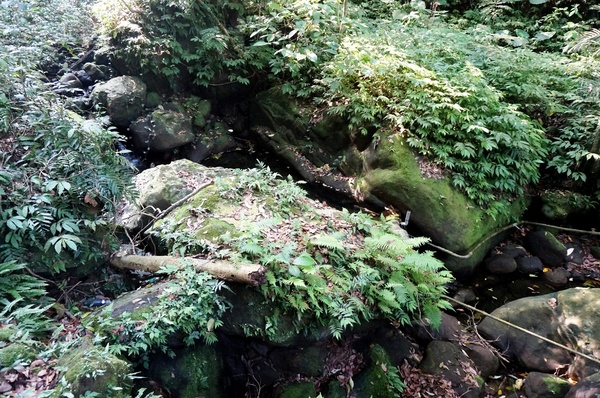 鳴鳳古道:<台灣步道> 苗栗獅潭 鳴鳳古道 吸收芬多精.賞桐賞綠意