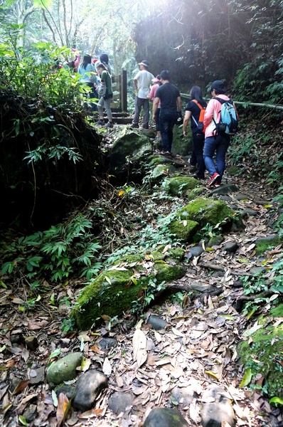 鳴鳳古道:<台灣步道> 苗栗獅潭 鳴鳳古道 吸收芬多精.賞桐賞綠意