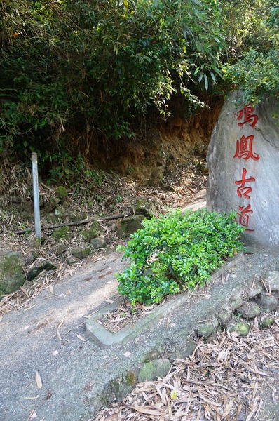 鳴鳳古道:<台灣步道> 苗栗獅潭 鳴鳳古道 吸收芬多精.賞桐賞綠意