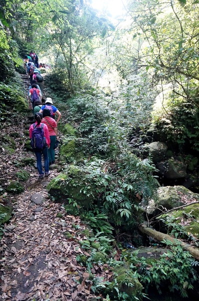 鳴鳳古道:<台灣步道> 苗栗獅潭 鳴鳳古道 吸收芬多精.賞桐賞綠意