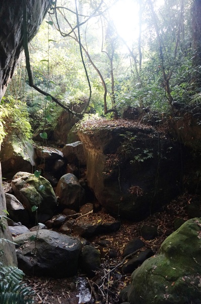 鳴鳳古道:<台灣步道> 苗栗獅潭 鳴鳳古道 吸收芬多精.賞桐賞綠意
