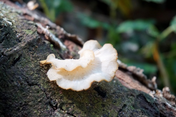 鳴鳳古道:<台灣步道> 苗栗獅潭 鳴鳳古道 吸收芬多精.賞桐賞綠意