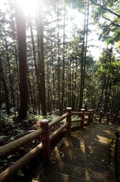 鳴鳳古道:<台灣步道> 苗栗獅潭 鳴鳳古道 吸收芬多精.賞桐賞綠意