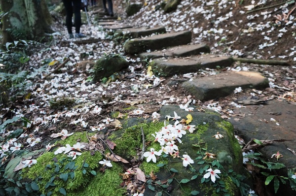 鳴鳳古道:<台灣步道> 苗栗獅潭 鳴鳳古道 吸收芬多精.賞桐賞綠意