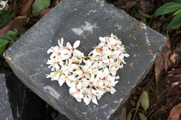 鳴鳳古道:<台灣步道> 苗栗獅潭 鳴鳳古道 吸收芬多精.賞桐賞綠意