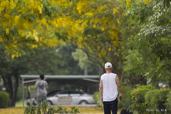 【遊記】{屏東。內埔鄉}榮民黃金隧道:【遊記】{屏東。內埔鄉}阿勃勒~黃金隧道