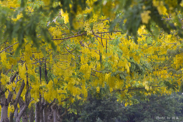 【遊記】{屏東。內埔鄉}榮民黃金隧道:【遊記】{屏東。內埔鄉}阿勃勒~黃金隧道