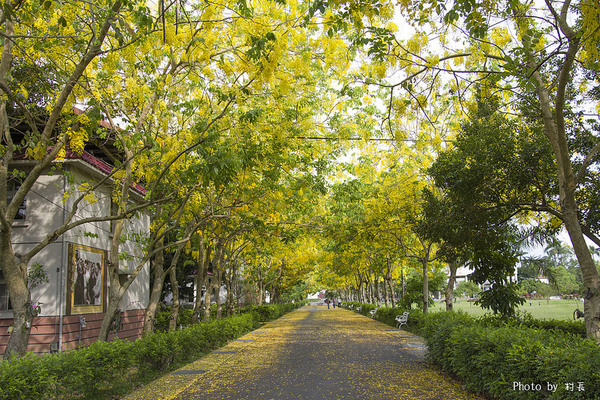 【遊記】{屏東。內埔鄉}榮民黃金隧道:【遊記】{屏東。內埔鄉}阿勃勒~黃金隧道