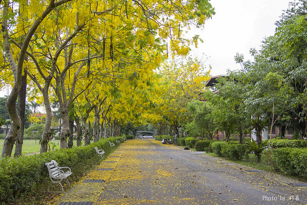 【遊記】{屏東。內埔鄉}榮民黃金隧道:【遊記】{屏東。內埔鄉}阿勃勒~黃金隧道