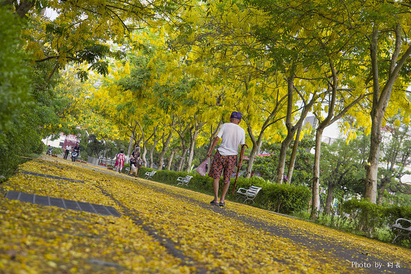 【遊記】{屏東。內埔鄉}榮民黃金隧道:【遊記】{屏東。內埔鄉}阿勃勒~黃金隧道
