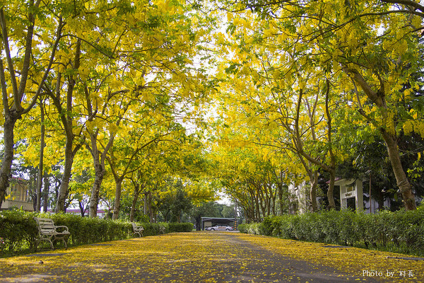 【遊記】{屏東。內埔鄉}榮民黃金隧道:【遊記】{屏東。內埔鄉}阿勃勒~黃金隧道