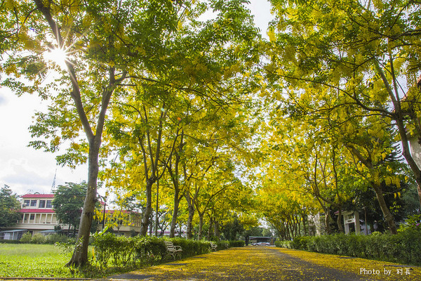 【遊記】{屏東。內埔鄉}榮民黃金隧道:【遊記】{屏東。內埔鄉}阿勃勒~黃金隧道