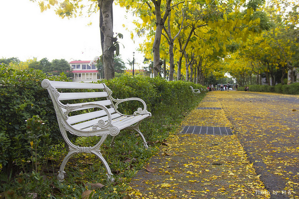 【遊記】{屏東。內埔鄉}榮民黃金隧道:【遊記】{屏東。內埔鄉}阿勃勒~黃金隧道
