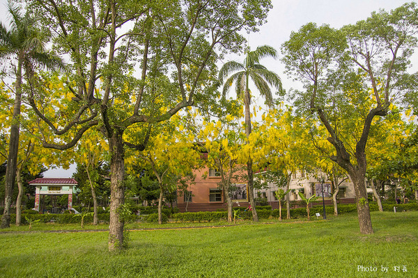 【遊記】{屏東。內埔鄉}榮民黃金隧道:【遊記】{屏東。內埔鄉}阿勃勒~黃金隧道