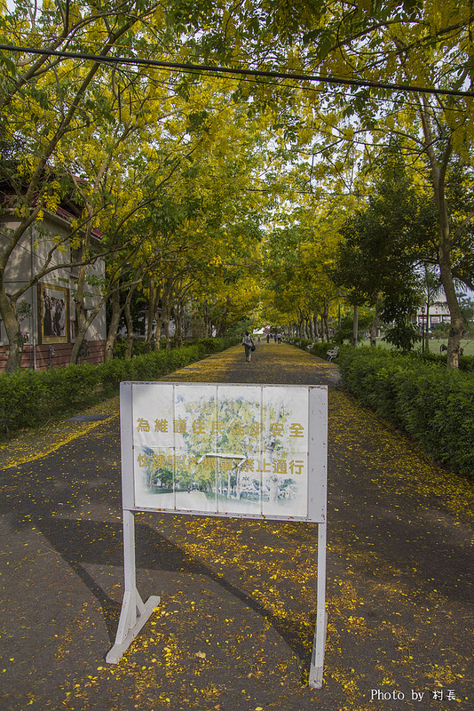 【遊記】{屏東。內埔鄉}榮民黃金隧道:【遊記】{屏東。內埔鄉}阿勃勒~黃金隧道