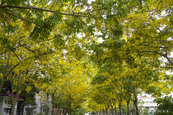 【遊記】{屏東。內埔鄉}榮民黃金隧道:【遊記】{屏東。內埔鄉}阿勃勒~黃金隧道