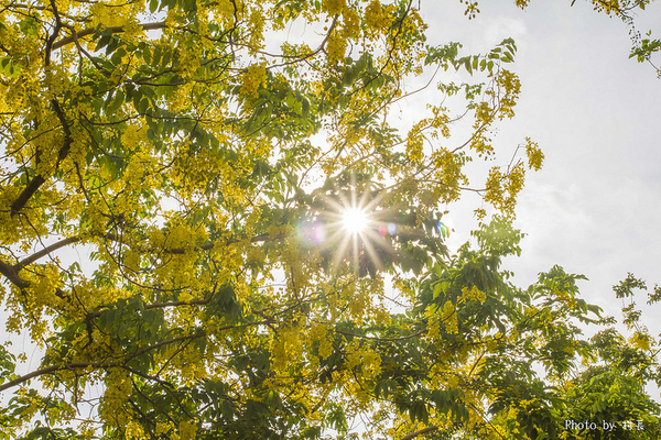 【遊記】{屏東。內埔鄉}榮民黃金隧道:【遊記】{屏東。內埔鄉}阿勃勒~黃金隧道