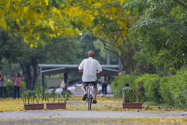【遊記】{屏東。內埔鄉}榮民黃金隧道:【遊記】{屏東。內埔鄉}阿勃勒~黃金隧道