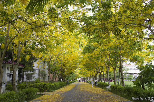 【遊記】{屏東。內埔鄉}榮民黃金隧道:【遊記】{屏東。內埔鄉}阿勃勒~黃金隧道