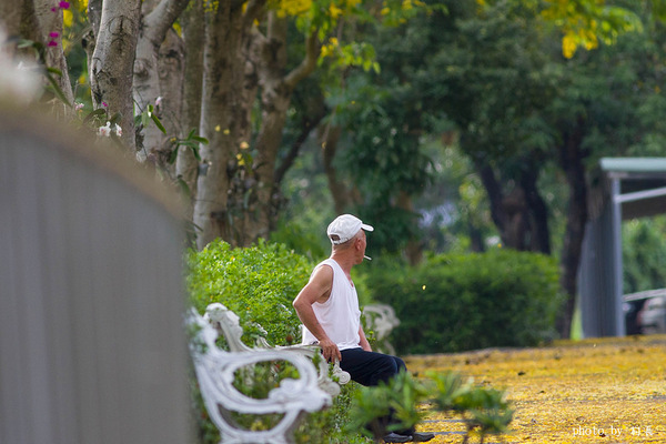 【遊記】{屏東。內埔鄉}榮民黃金隧道:【遊記】{屏東。內埔鄉}阿勃勒~黃金隧道