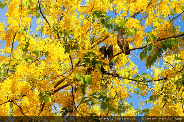 【屏東阿勃勒黃金隧道】屏東榮民之家阿勃勒黃金雨.屬於夏季的浪漫色調