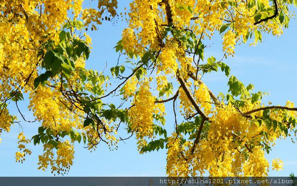 【屏東阿勃勒黃金隧道】屏東榮民之家阿勃勒黃金雨.屬於夏季的浪漫色調