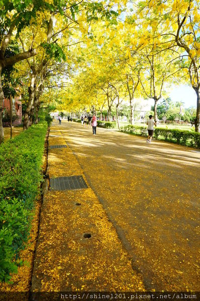 【屏東阿勃勒黃金隧道】屏東榮民之家阿勃勒黃金雨.屬於夏季的浪漫色調