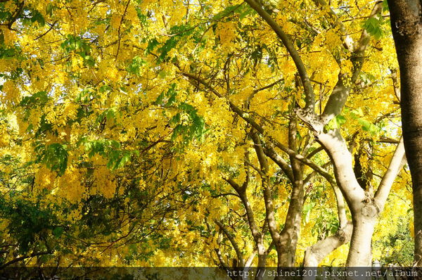 【屏東阿勃勒黃金隧道】屏東榮民之家阿勃勒黃金雨.屬於夏季的浪漫色調