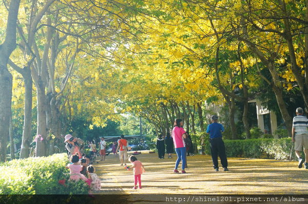 【屏東阿勃勒黃金隧道】屏東榮民之家阿勃勒黃金雨.屬於夏季的浪漫色調