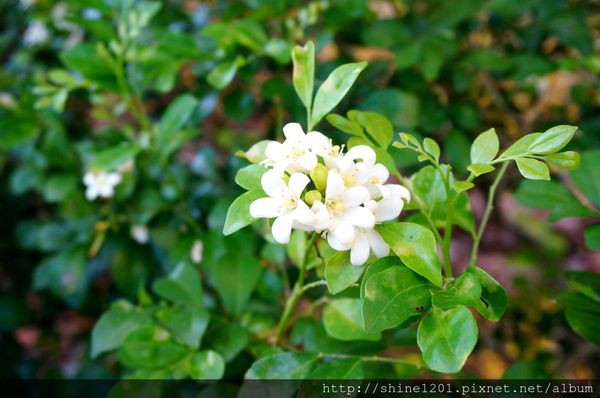 【屏東阿勃勒黃金隧道】屏東榮民之家阿勃勒黃金雨.屬於夏季的浪漫色調