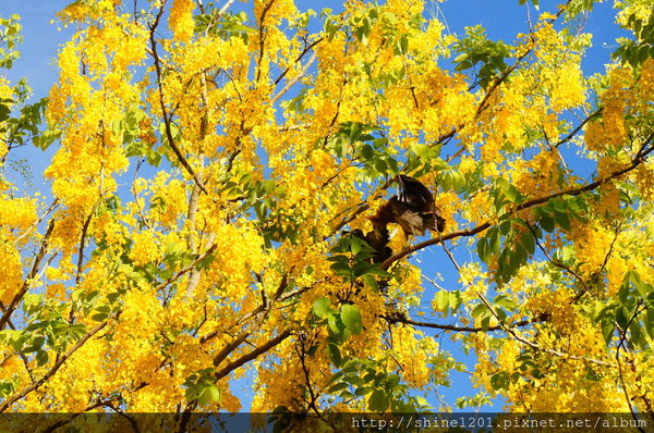 【屏東阿勃勒黃金隧道】屏東榮民之家阿勃勒黃金雨.屬於夏季的浪漫色調