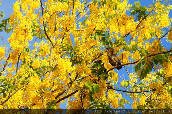 【屏東阿勃勒黃金隧道】屏東榮民之家阿勃勒黃金雨.屬於夏季的浪漫色調