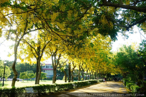 【屏東阿勃勒黃金隧道】屏東榮民之家阿勃勒黃金雨.屬於夏季的浪漫色調