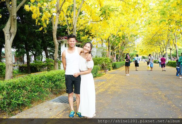 【屏東阿勃勒黃金隧道】屏東榮民之家阿勃勒黃金雨.屬於夏季的浪漫色調