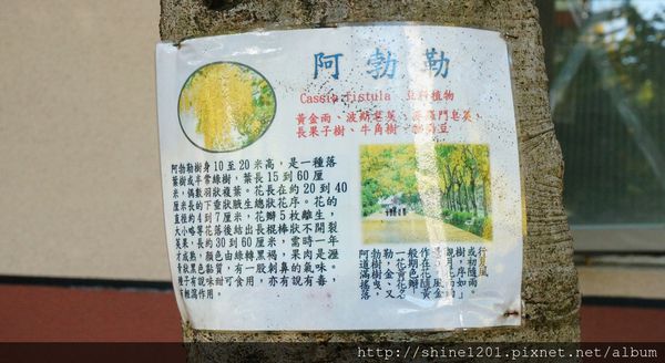 【屏東阿勃勒黃金隧道】屏東榮民之家阿勃勒黃金雨.屬於夏季的浪漫色調