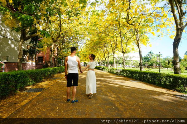 【屏東阿勃勒黃金隧道】屏東榮民之家阿勃勒黃金雨.屬於夏季的浪漫色調