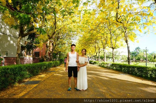 【屏東阿勃勒黃金隧道】屏東榮民之家阿勃勒黃金雨.屬於夏季的浪漫色調