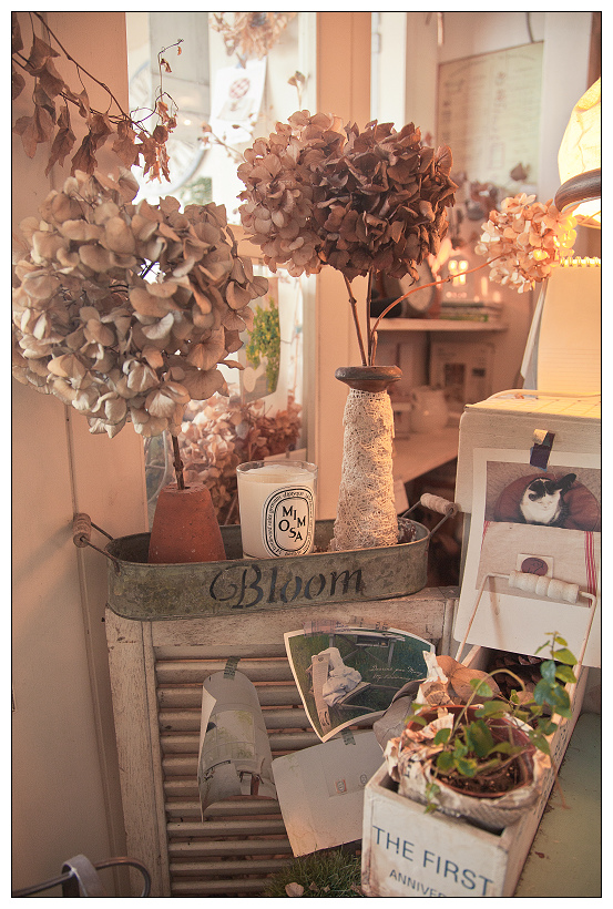 黑兔兔的散步生活