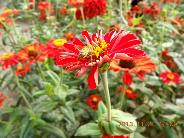 橋頭花田喜事：花田喜事~風情橋頭