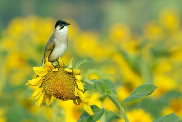 橋頭花田喜事：花田喜事~風情橋頭
