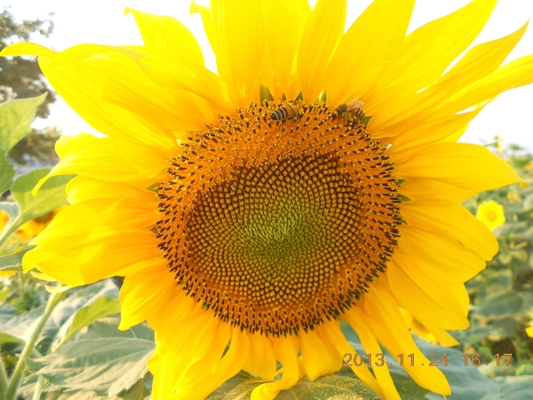 橋頭花田喜事：花田喜事~風情橋頭