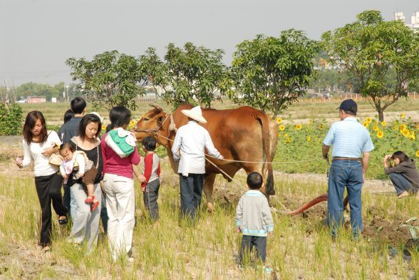 橋頭花田喜事：花田喜事~風情橋頭