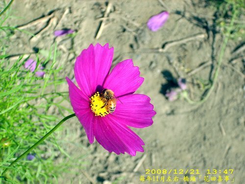 橋頭花田喜事：花田喜事~風情橋頭