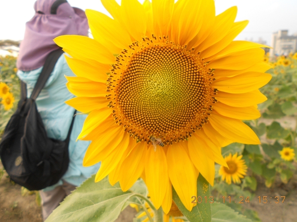 橋頭花田喜事：花田喜事~風情橋頭