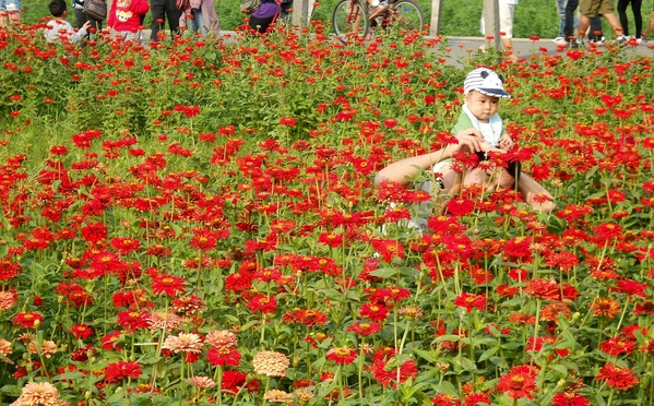 橋頭花田喜事：花田喜事~風情橋頭