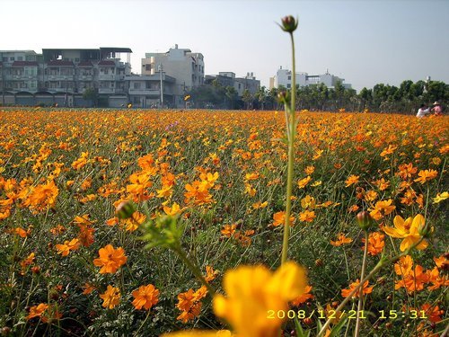 橋頭花田喜事：花田喜事~風情橋頭