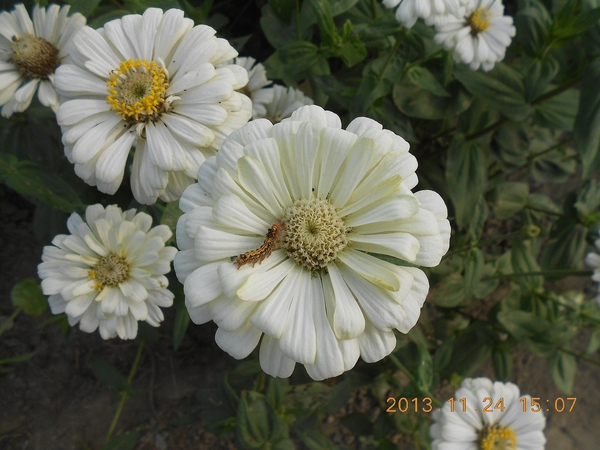 橋頭花田喜事：花田喜事~風情橋頭