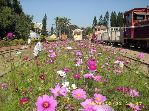 橋頭花田喜事：花田喜事~風情橋頭
