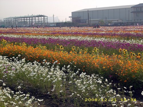 橋頭花田喜事：花田喜事~風情橋頭